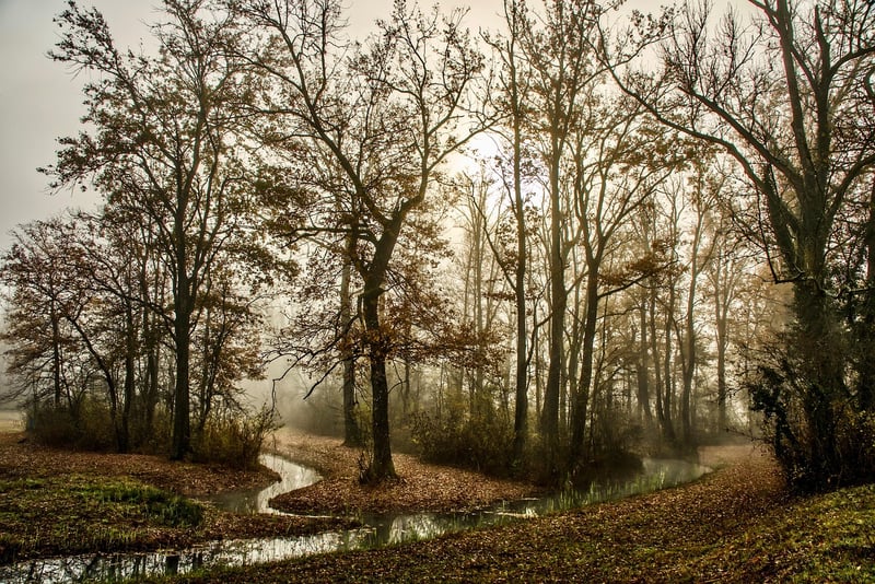 Woodland Elements