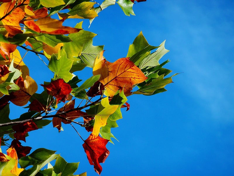 Autumn Forest